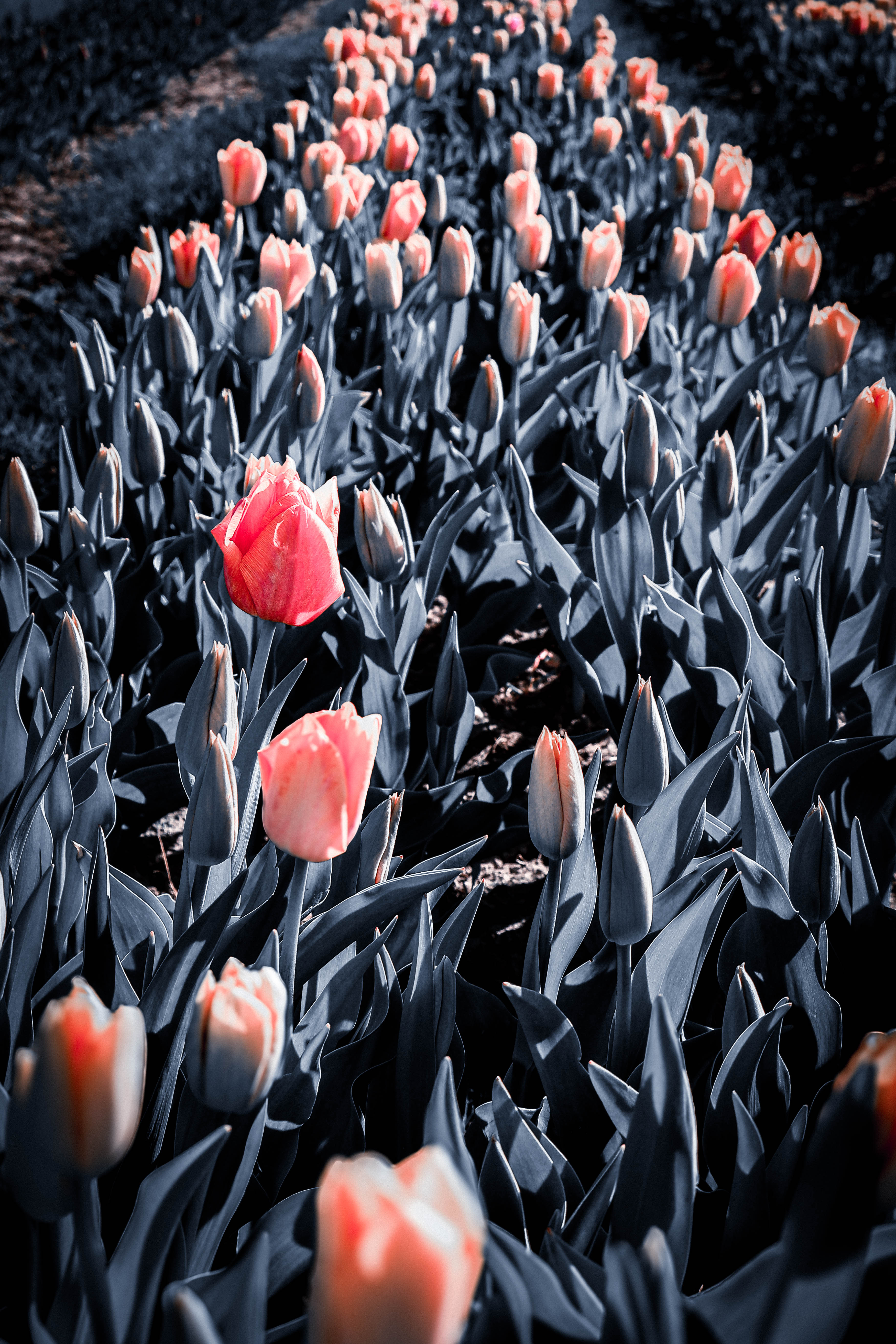 Poopys_in_Bloom BLVCK